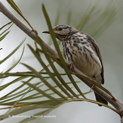 Ramsayornis fasciatus