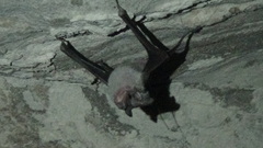 Rhinopoma muscatellum