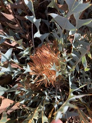 Banksia catoglypta