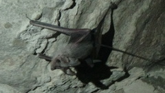 Rhinopoma muscatellum