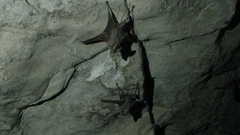 Rhinopoma muscatellum