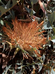 Banksia catoglypta