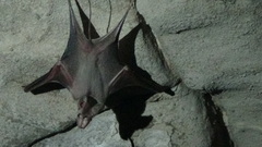 Rhinopoma muscatellum