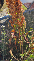 Rumex crispus