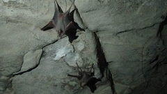 Rhinopoma muscatellum