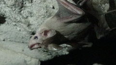 Rhinopoma muscatellum