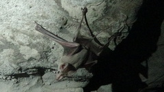 Rhinopoma muscatellum