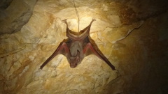 Rhinopoma muscatellum