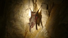 Rhinopoma muscatellum