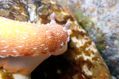 Aphelodoris lawsae