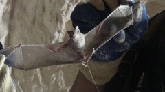 Rhinopoma muscatellum