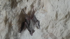 Rhinopoma muscatellum