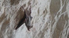 Rhinopoma muscatellum