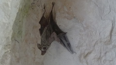 Rhinopoma muscatellum