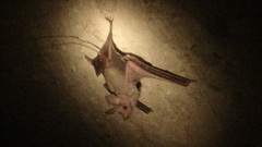 Rhinopoma muscatellum