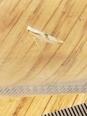 Argyresthia bonnetella