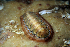 Ischnochiton cariosus