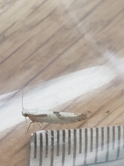 Argyresthia bonnetella