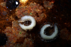 Siphonaria zelandica