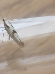 Argyresthia bonnetella