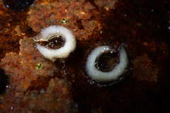 Siphonaria zelandica