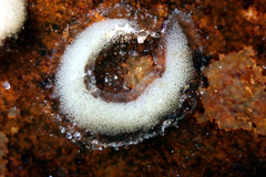 Siphonaria zelandica