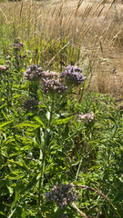 Eupatorium cannabinum
