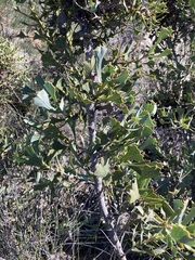 Hakea auriculata