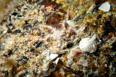 Ophiothrix caespitosa