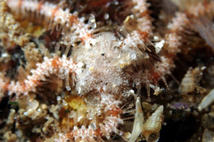 Ophiothrix caespitosa