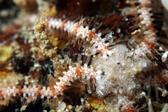 Ophiothrix caespitosa