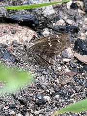 Cogia hippalus