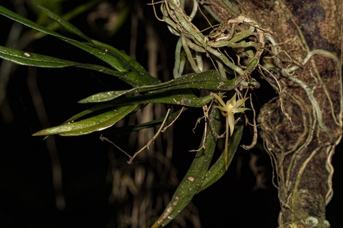 Angraecum cultriforme image