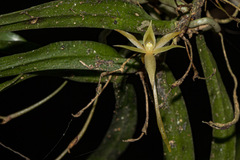 Angraecum cultriforme image