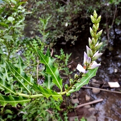 Acanthus ilicifolius