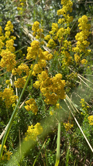 Galium verum