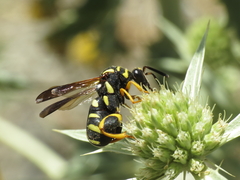 Leucospis gigas