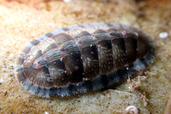 Ischnochiton smaragdinus