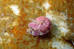 Haliotis scalaris emmae