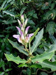 Acanthus ilicifolius