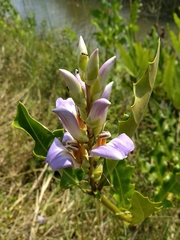 Acanthus ilicifolius