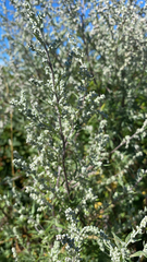Artemisia absinthium