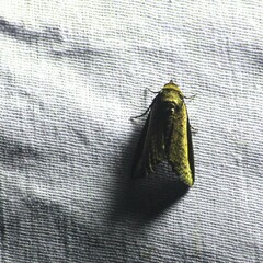 Lophoptera squammigera