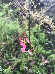 Stylidium squamosotuberosum