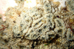 Botryllus stewartensis