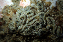 Botryllus stewartensis