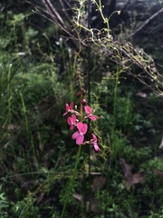 Stylidium squamosotuberosum