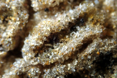 Botryllus stewartensis