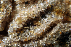 Botryllus stewartensis