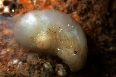 Pyuridae